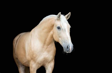 Palomino 